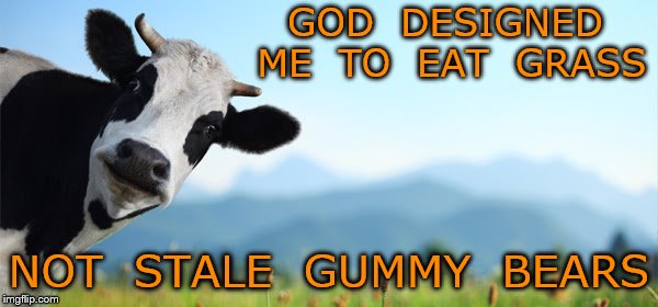 grass fed milk | GOD  DESIGNED ME  TO  EAT  GRASS; NOT  STALE  GUMMY  BEARS | image tagged in health | made w/ Imgflip meme maker