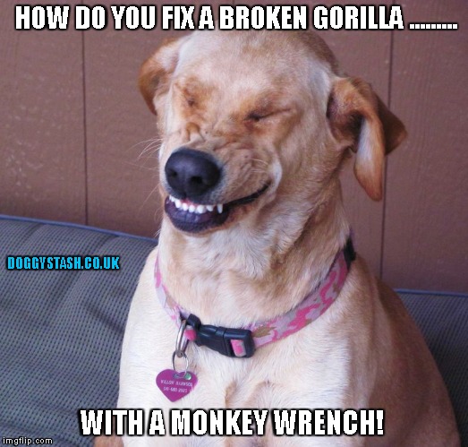 HOW DO YOU FIX A BROKEN GORILLA
......... WITH A MONKEY WRENCH! | image tagged in laughing dog | made w/ Imgflip meme maker