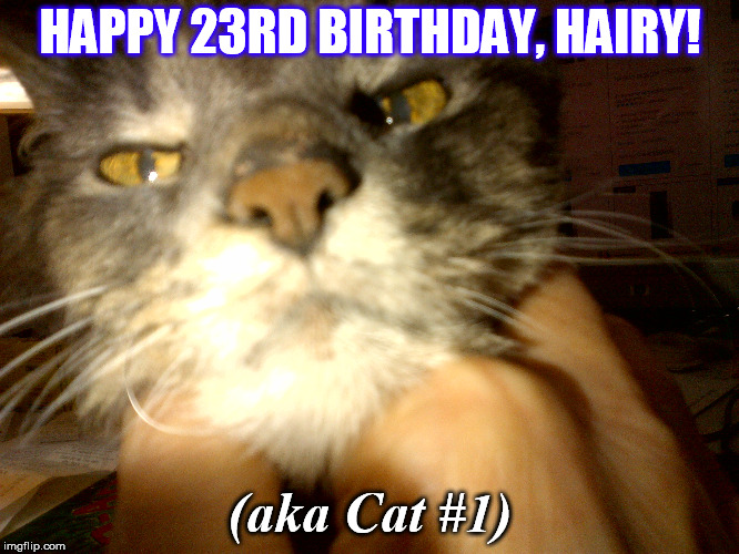 HAPPY 23RD BIRTHDAY, HAIRY! (aka Cat #1) | image tagged in cat 1 | made w/ Imgflip meme maker