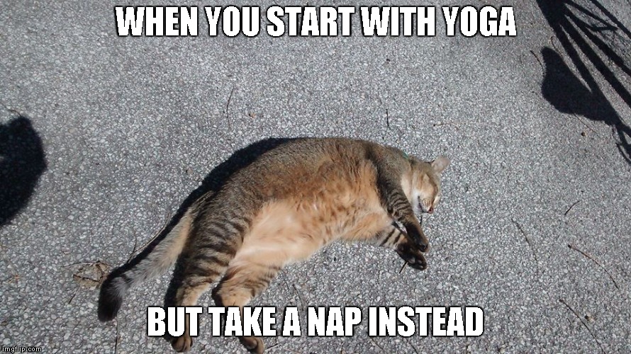 Hercules trying yoga | WHEN YOU START WITH YOGA; BUT TAKE A NAP INSTEAD | image tagged in yoga,cats,funny,cute,big cats,kitties | made w/ Imgflip meme maker