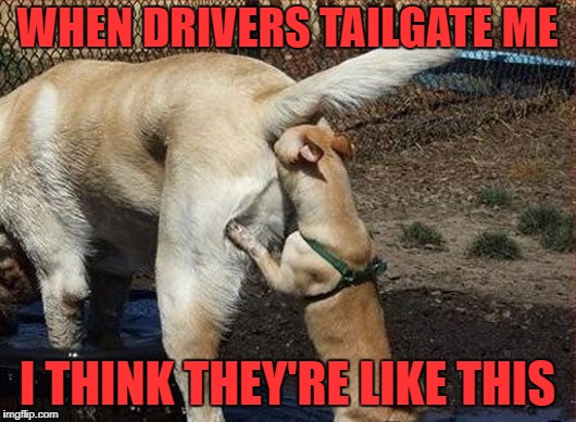 cars sniffing cars | WHEN DRIVERS TAILGATE ME; I THINK THEY'RE LIKE THIS | image tagged in dog sniffing butt | made w/ Imgflip meme maker