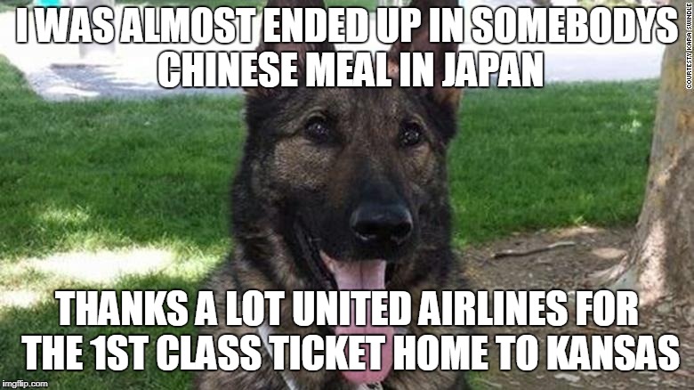 dog goes to japan meme | I WAS ALMOST ENDED UP IN SOMEBODYS CHINESE MEAL IN JAPAN; THANKS A LOT UNITED AIRLINES FOR THE 1ST CLASS TICKET HOME TO KANSAS | image tagged in dog goes to japan,united airlines | made w/ Imgflip meme maker