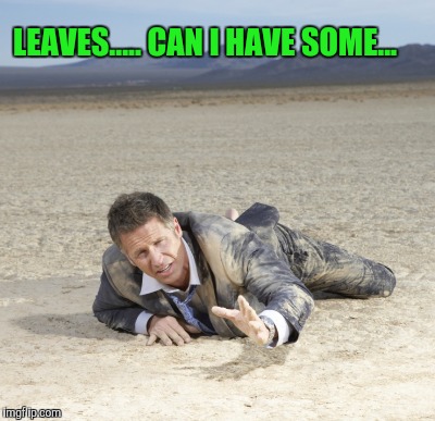 LEAVES..... CAN I HAVE SOME... | made w/ Imgflip meme maker