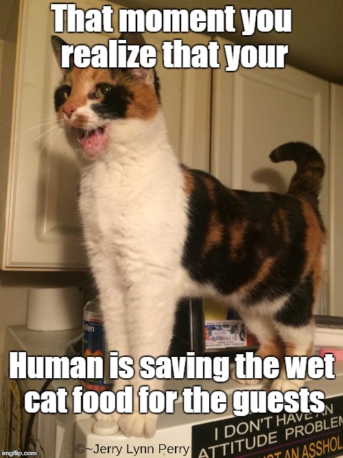 Betrayal | That moment you realize that your; Human is saving the wet cat food for the guests | image tagged in cats,betrayal,jealousy | made w/ Imgflip meme maker