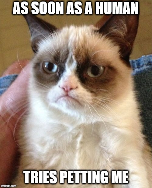 Grumpy Cat Meme | AS SOON AS A HUMAN TRIES PETTING ME | image tagged in memes,grumpy cat | made w/ Imgflip meme maker