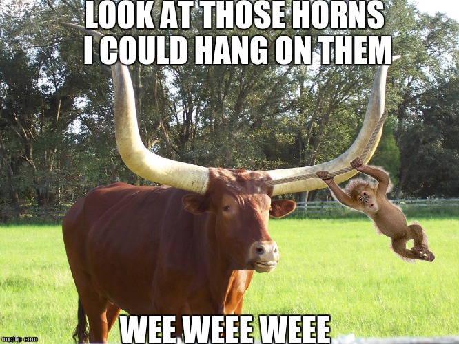 horn swing | LOOK AT THOSE HORNS I COULD HANG ON THEM; WEE WEEE WEEE | image tagged in meme | made w/ Imgflip meme maker