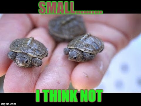 tutles
 | SMALL.......... I THINK NOT | image tagged in meme | made w/ Imgflip meme maker