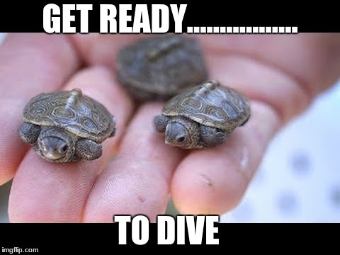 diving turtle | GET READY................. TO DIVE | image tagged in funny memes | made w/ Imgflip meme maker