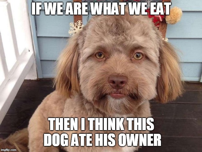 Dog Face | IF WE ARE WHAT WE EAT; THEN I THINK THIS DOG ATE HIS OWNER | image tagged in memes,your face looks like,totally looks like,dogs,dog,raydog | made w/ Imgflip meme maker