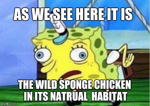 Mocking Spongebob Meme | AS WE SEE HERE IT IS; THE WILD SPONGE CHICKEN IN ITS NATRUAL  HABITAT | image tagged in memes,mocking spongebob | made w/ Imgflip meme maker