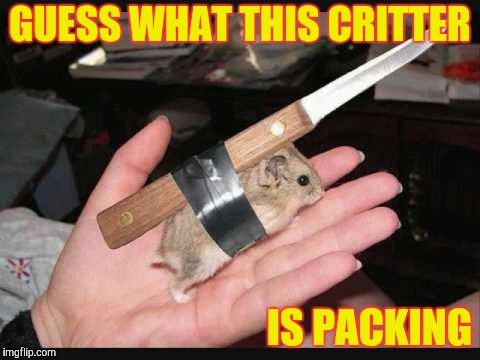 Lock and Load Hamster | GUESS WHAT THIS CRITTER IS PACKING | image tagged in lock and load hamster | made w/ Imgflip meme maker