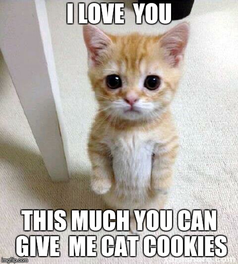 Cute Cat Meme | I LOVE  YOU; THIS MUCH YOU CAN GIVE  ME CAT COOKIES | image tagged in memes,cute cat,grumpy cat,cat,cookies,funny cats | made w/ Imgflip meme maker