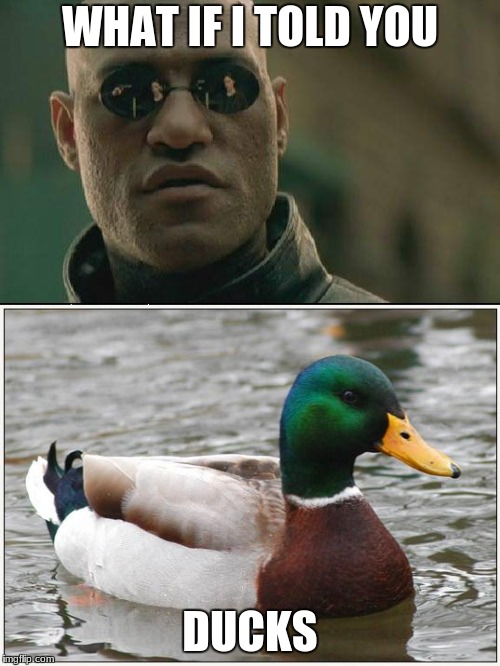 WHAT IF I TOLD YOU; DUCKS | image tagged in ducks,matrix morpheus,dank,anti joke,i have no idea what i am doing | made w/ Imgflip meme maker