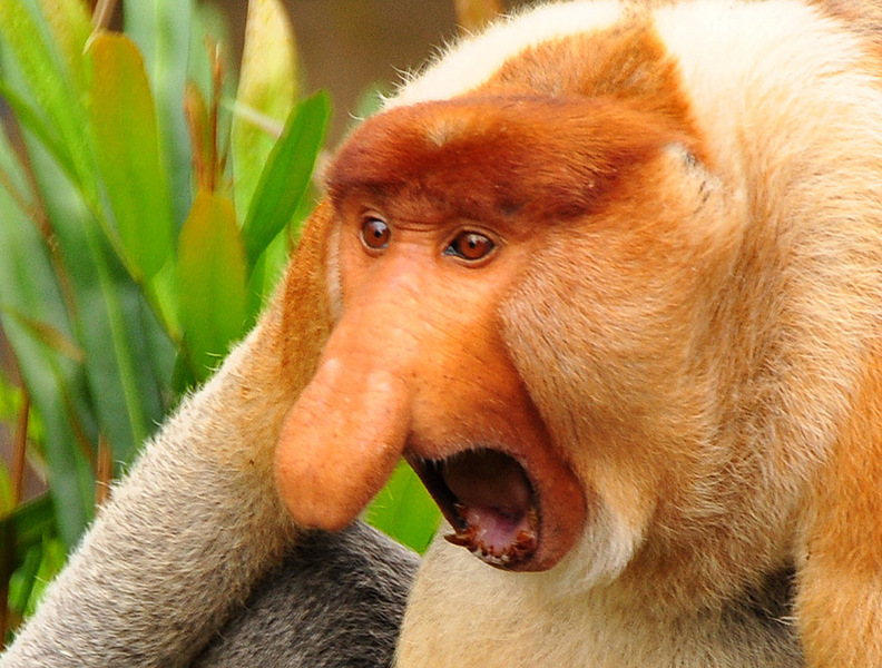 Janusz monkey screaming Blank Meme Template