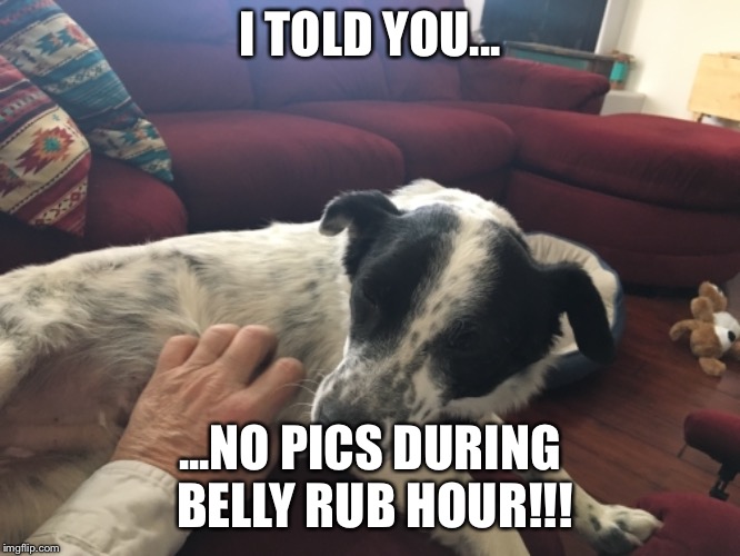 A Dog’s Life | I TOLD YOU... ...NO PICS DURING BELLY RUB HOUR!!! | image tagged in aint nobody got time for that | made w/ Imgflip meme maker