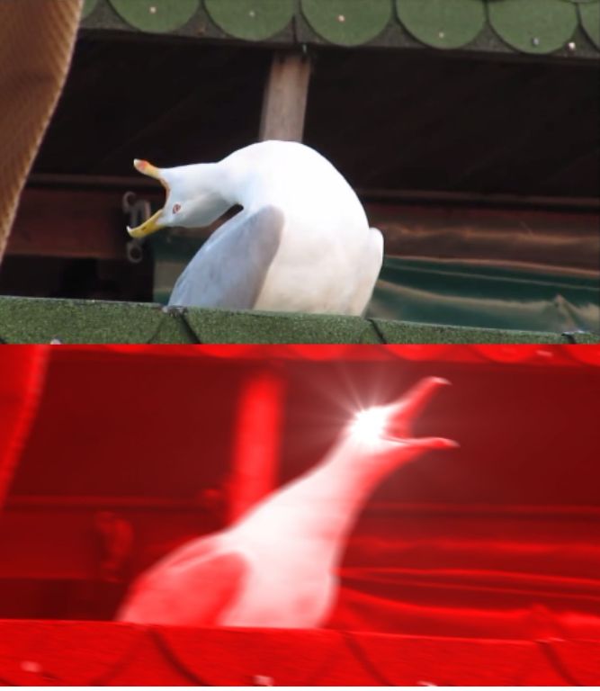 High Quality Screamin seagull Blank Meme Template