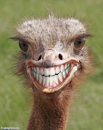 funny smiling ostrich with teeth