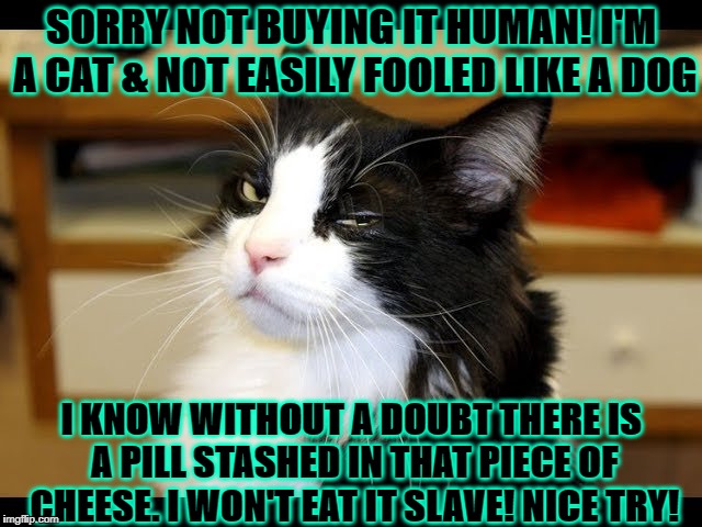 SORRY NOT BUYING IT HUMAN! I'M A CAT & NOT EASILY FOOLED LIKE A DOG; I KNOW WITHOUT A DOUBT THERE IS A PILL STASHED IN THAT PIECE OF CHEESE. I WON'T EAT IT SLAVE! NICE TRY! | image tagged in you're lying | made w/ Imgflip meme maker
