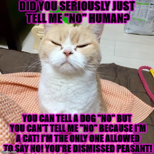 DID YOU SERIOUSLY JUST TELL ME "NO" HUMAN? YOU CAN TELL A DOG "NO" BUT YOU CAN'T TELL ME "NO" BECAUSE I'M A CAT! I'M THE ONLY ONE ALLOWED TO SAY NO! YOU'RE DISMISSED PEASANT! | image tagged in feline snob | made w/ Imgflip meme maker