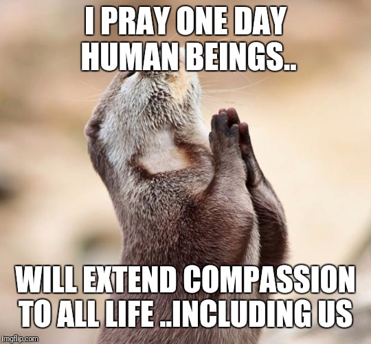 animal praying | I PRAY ONE DAY HUMAN BEINGS.. WILL EXTEND COMPASSION TO ALL LIFE ..INCLUDING US | image tagged in animal praying | made w/ Imgflip meme maker