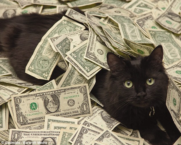 High Quality Money cat Blank Meme Template