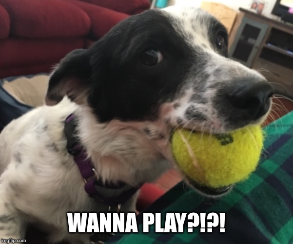 A Dog’s Life... | WANNA PLAY?!?! | image tagged in play | made w/ Imgflip meme maker