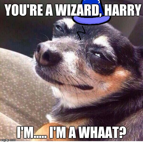High dog | YOU'RE A WIZARD, HARRY; I'M..... I'M A WHAAT? | image tagged in high dog,high,your a wizard harry,harry potter,dog,doge | made w/ Imgflip meme maker