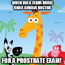 NEVER USE A ZEBRA NURSE AND A GORILLA DOCTOR; FOR A PROSTRATE EXAM! | image tagged in exam | made w/ Imgflip meme maker