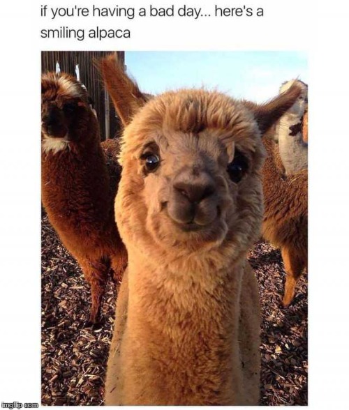 now imagine you wanting to screenshot this and your drive is full. That, my friend, would be hell. | image tagged in memes,cute,smiling alpaca,bad day,good day,alpaca | made w/ Imgflip meme maker