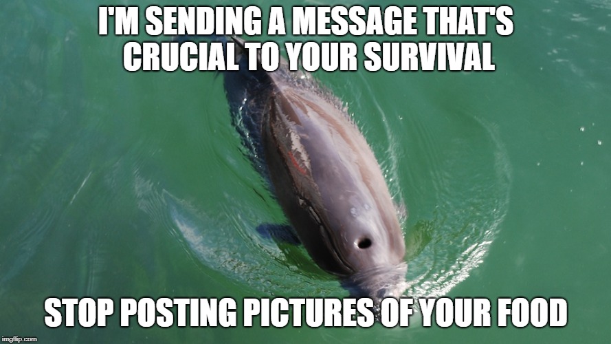 I'M SENDING A MESSAGE THAT'S CRUCIAL TO YOUR SURVIVAL; STOP POSTING PICTURES OF YOUR FOOD | image tagged in hitchhiker's guide to the galaxy,dolphins | made w/ Imgflip meme maker