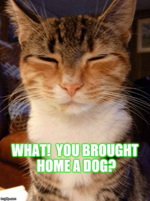 WHAT!  YOU BROUGHT HOME A DOG? | image tagged in sharpad514 | made w/ Imgflip meme maker