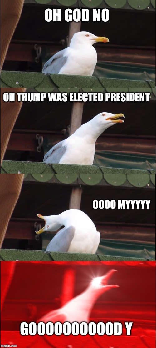 Inhaling Seagull | OH GOD NO; OH TRUMP WAS ELECTED PRESIDENT; OOOO MYYYYY; GOOOOOOOOOOD Y | image tagged in memes,inhaling seagull | made w/ Imgflip meme maker