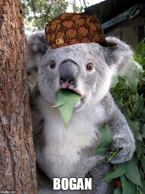 Bogans R Us: Koalas' Memes & Scumbag Hats | Meme Starring | BOGAN | image tagged in memes,surprised koala,scumbag,bogan,chav | made w/ Imgflip meme maker