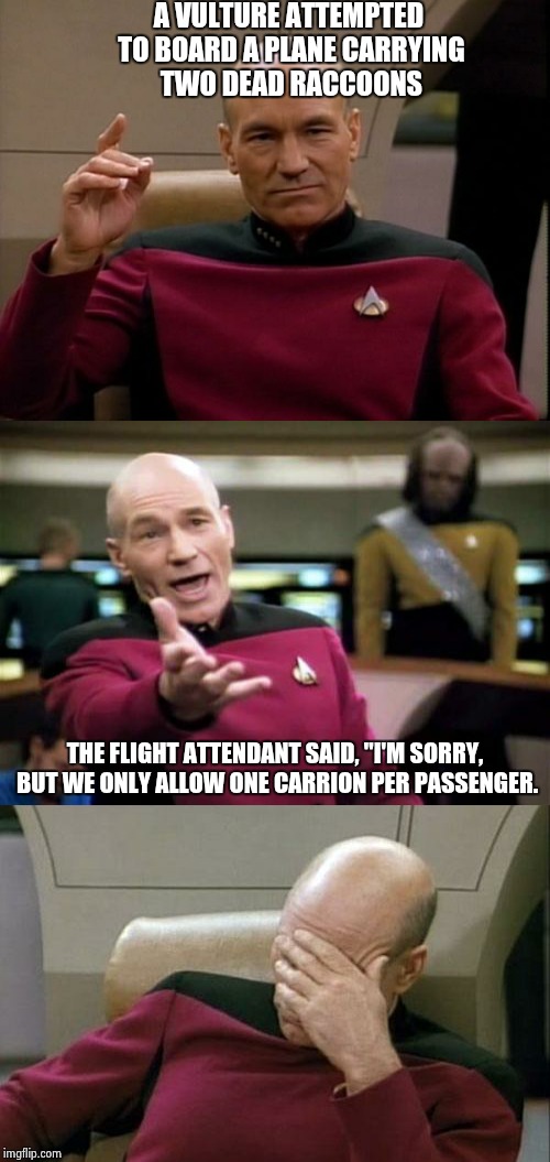 Bad Joke Picard | A VULTURE ATTEMPTED TO BOARD A PLANE CARRYING TWO DEAD RACCOONS; THE FLIGHT ATTENDANT SAID, "I'M SORRY, BUT WE ONLY ALLOW ONE CARRION PER PASSENGER. | image tagged in memes | made w/ Imgflip meme maker
