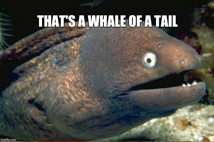 THAT'S A WHALE OF A TAIL | made w/ Imgflip meme maker