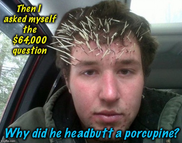 It's obvious what exactly went through his mind....those quills!  | Then I asked myself the $64,000 question; Why did he headbutt a porcupine? | image tagged in kid vs porcupine,memes,evilmandoevil,funny | made w/ Imgflip meme maker