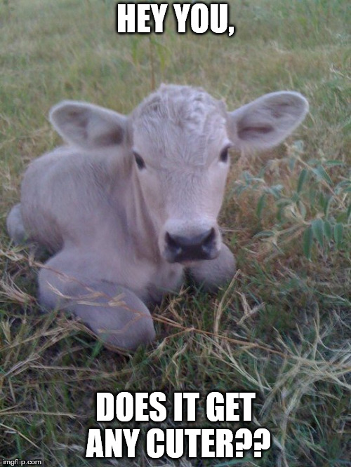 Hey You | HEY YOU, DOES IT GET ANY CUTER?? | image tagged in good morning | made w/ Imgflip meme maker