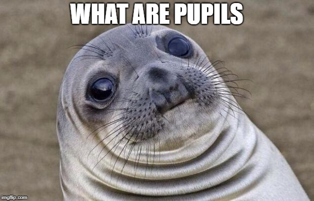 Awkward Moment Sealion | WHAT ARE PUPILS | image tagged in memes,awkward moment sealion | made w/ Imgflip meme maker