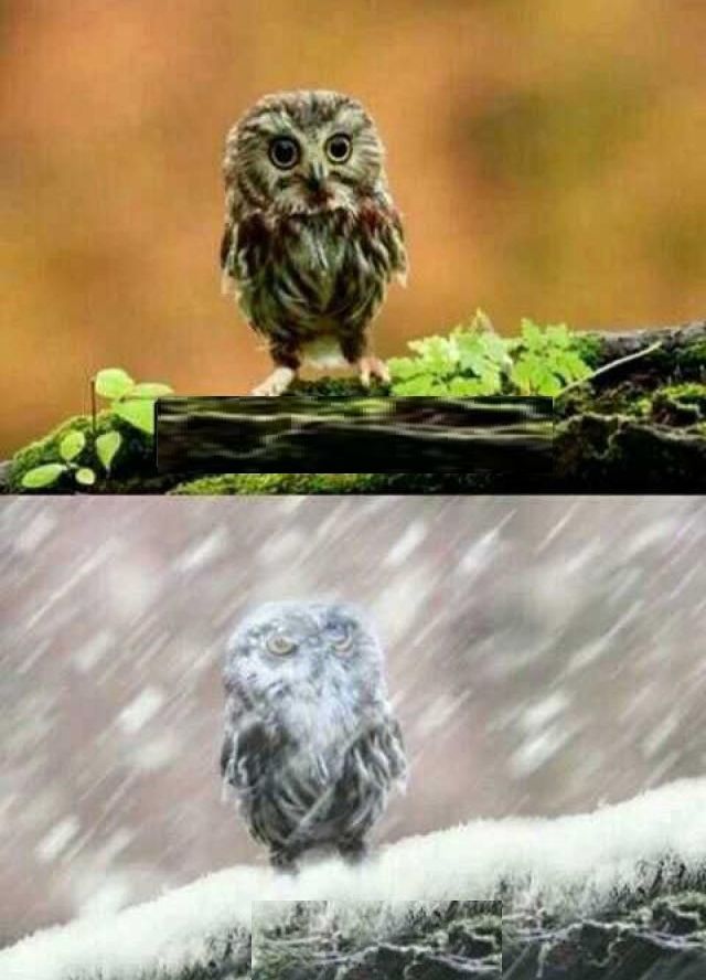 spring winter owl Blank Meme Template