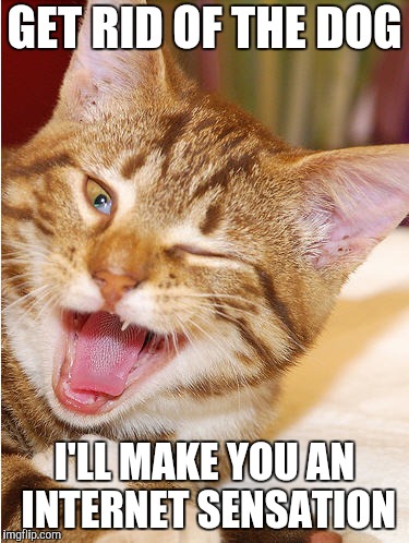 A very logical cat | GET RID OF THE DOG; I'LL MAKE YOU AN INTERNET SENSATION | image tagged in winking cat | made w/ Imgflip meme maker