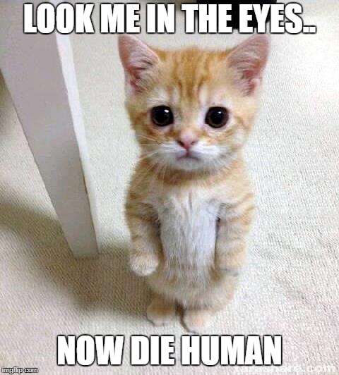 Don't trust cute things | LOOK ME IN THE EYES.. NOW DIE HUMAN | image tagged in memes,cute cat,evil cat,evil cute cat,death stare,stare | made w/ Imgflip meme maker
