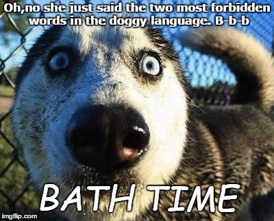 My dogs when bath time comes | Oh,no she just said the two most forbidden words in the doggy language. B-b-b; BATH TIME | image tagged in scared dog | made w/ Imgflip meme maker