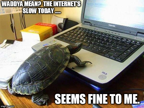 Animal use | WADDYA MEAN?  THE INTERNET'S SLOW TODAY ..... SEEMS FINE TO ME. | image tagged in animal use | made w/ Imgflip meme maker
