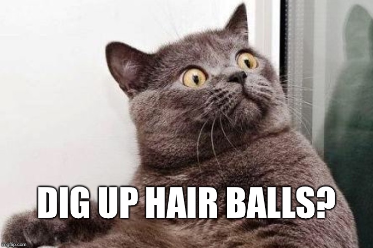 DIG UP HAIR BALLS? | made w/ Imgflip meme maker