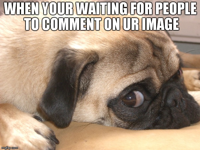 meh | WHEN YOUR WAITING FOR PEOPLE TO COMMENT ON UR IMAGE | image tagged in pugs | made w/ Imgflip meme maker