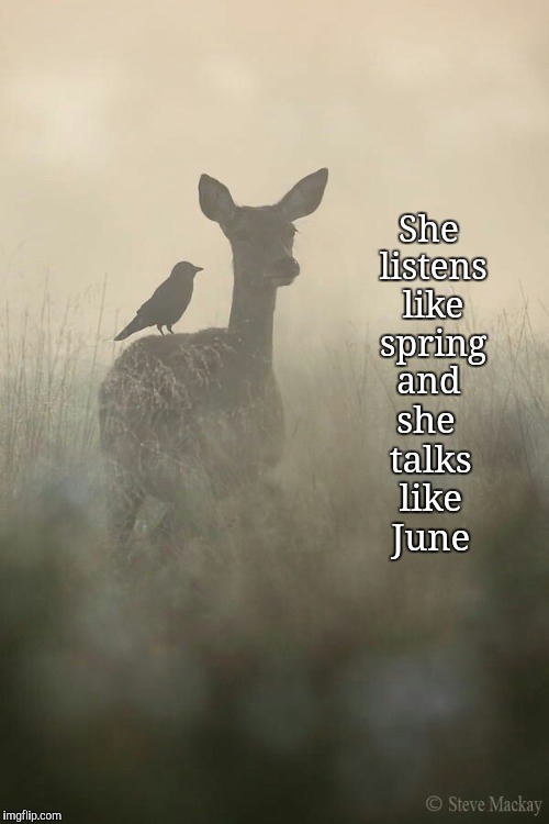 Spring Fever | She listens like spring and; she talks like June | image tagged in deer,spring,nature,happy,peaceful,keep calm | made w/ Imgflip meme maker
