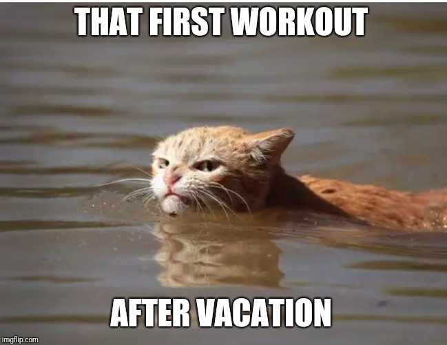 Angry Harvey Cat workout  | THAT FIRST WORKOUT; AFTER VACATION | image tagged in workout,gym,fitness,vacation,angry cat,exercise | made w/ Imgflip meme maker