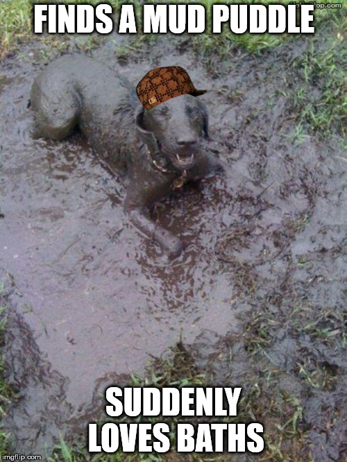 Scumbag Dog | FINDS A MUD PUDDLE; SUDDENLY LOVES BATHS | image tagged in scumbag,dog,mud,bath | made w/ Imgflip meme maker