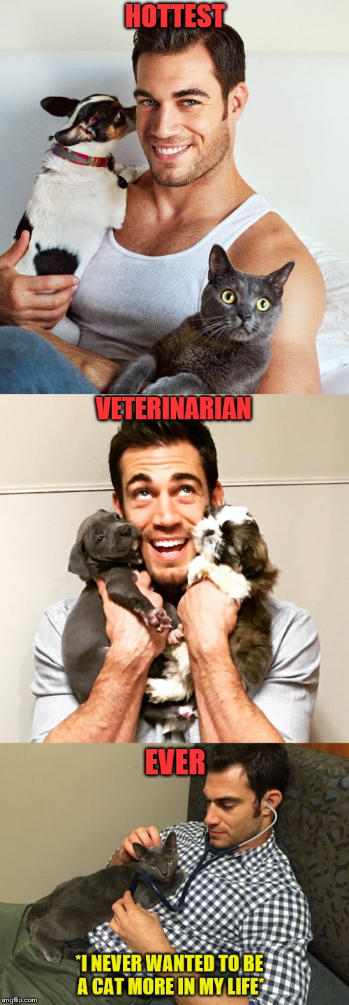 Evan Antin - Google him to see the amazing things he's done for animals across the globe. | HOTTEST; VETERINARIAN; EVER; *I NEVER WANTED TO BE A CAT MORE IN MY LIFE* | image tagged in memes,evan antin,veterinarian | made w/ Imgflip meme maker
