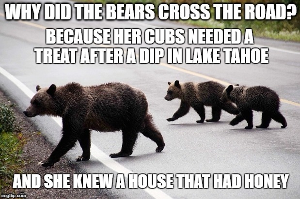 Bears around Lake Tahoe are breaking into homes with people inside. | BECAUSE HER CUBS NEEDED A TREAT AFTER A DIP IN LAKE TAHOE; AND SHE KNEW A HOUSE THAT HAD HONEY | image tagged in why did the bears cross the road,cross the road,bears,black bears,treats,memes | made w/ Imgflip meme maker